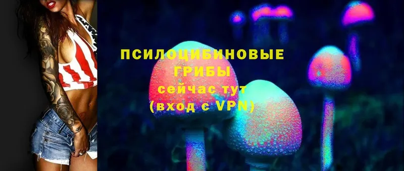 Галлюциногенные грибы Psilocybine cubensis  Санкт-Петербург 